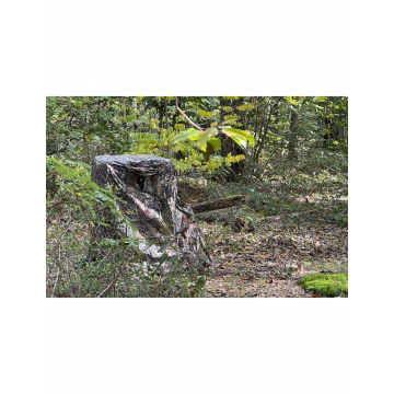 TRAGOPAN TENTE POUR LAGOPUS