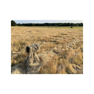 TRAGOPAN MANCHON GHILLIE...