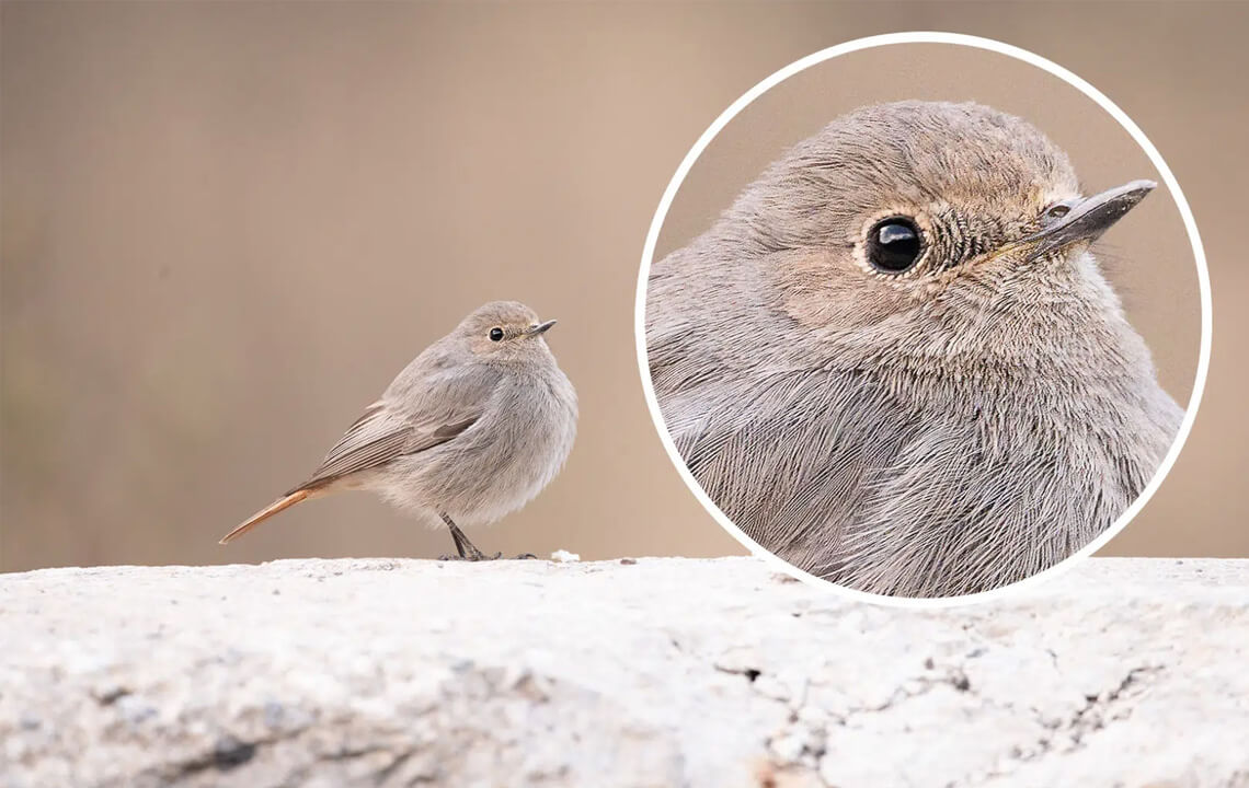 moineau sur la pierre