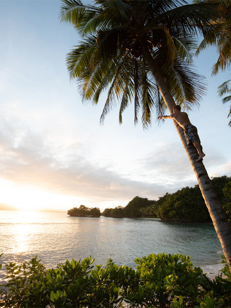 homme sur un palmier